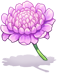 Scabiosa
