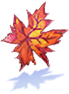 Leaf of Maple Tree