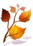 Fallen Leaves Branch