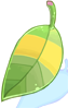 Raccoon Leaf