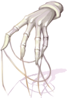 Evil Spirit Gloves