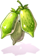 Catnip Fruit