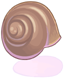 Snail's Shell
