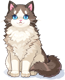 Costume Ragdoll