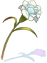 Aromatic Flower