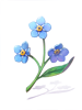 Myosotis