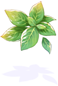 Basil