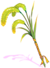 Trial Summoner's Foxtail
