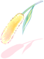 Beginner Summoner's Foxtail