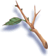 Young Twig