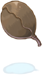 Pincher of Beetle