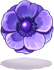 Violet Anemone