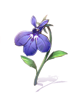 Lobelia