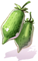 Silvervine Fruit