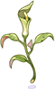 Poison Herb Seratum
