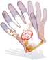 Alchemy Glove