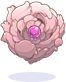 Rosa Shield