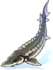 Sturgeon