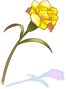 Mantis Flower