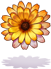 Calendula