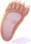Bear's Footskin