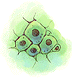 Single Cell