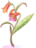 Aloe