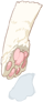 Paw Of Cat