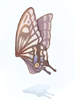 Fairy Wing