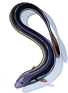 Eel