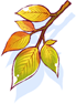 Maple Leaves