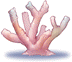 Coral Reef