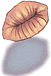 Ancient Lips