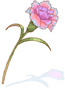 Magic Carnation