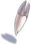 Fang