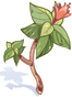 Poison Herb Makulata