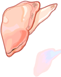 Clam Flesh