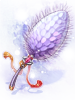 Royal Foxtail