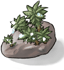 Dew Laden Moss