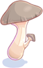 Edible Mushroom
