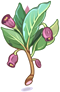 Poison Herb Scoporia