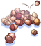Pile Of Acorn