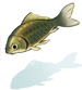 Crucian Carp